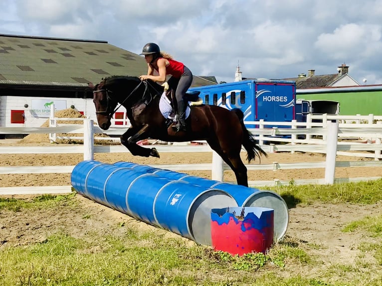 Connemara Merrie 8 Jaar 148 cm Bruin in Mountrath