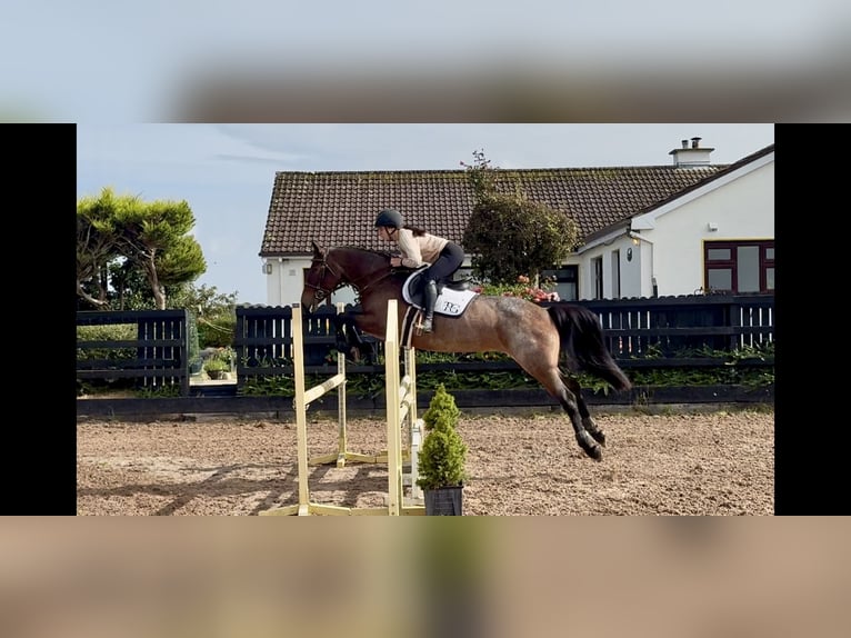 Connemara Merrie 8 Jaar 148 cm Roan-Red in Sligo