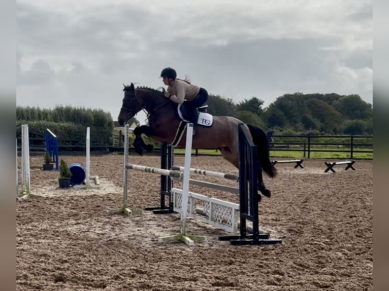Connemara Merrie 8 Jaar 148 cm Roan-Red in Sligo
