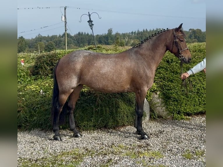 Connemara Merrie 8 Jaar 148 cm Roan-Red in Sligo