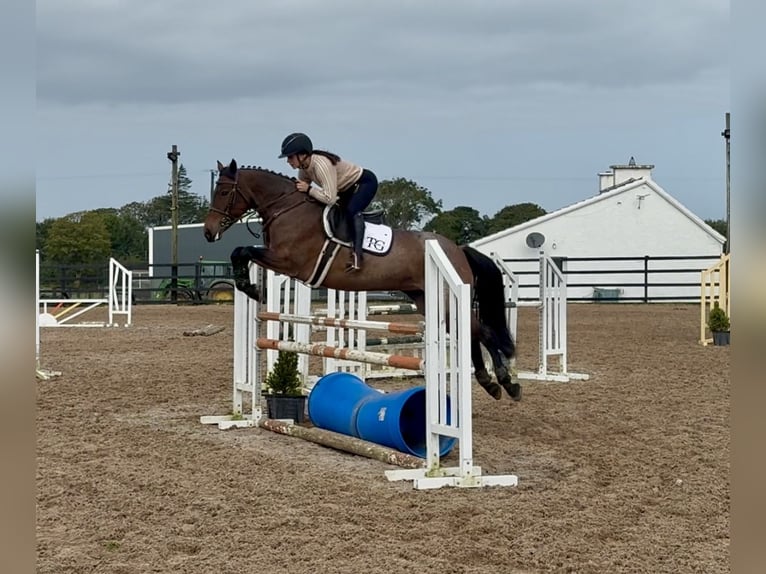 Connemara Merrie 8 Jaar 148 cm Roan-Red in Sligo