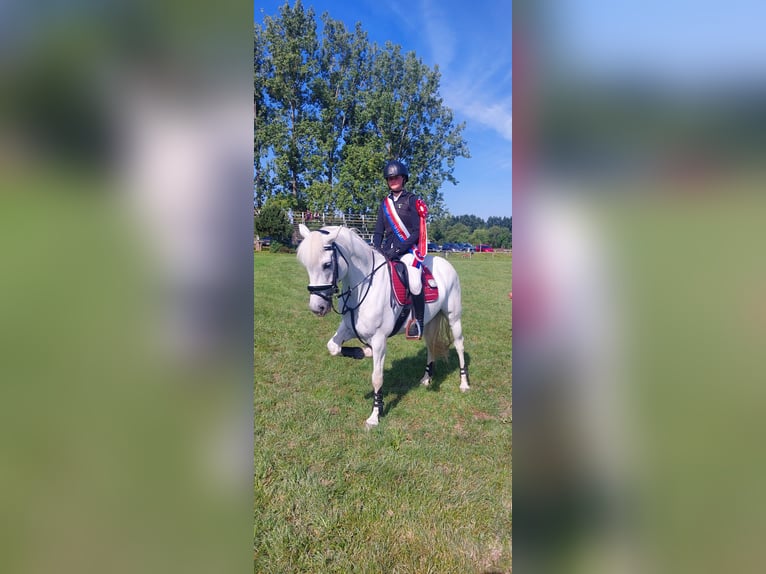 Connemara Merrie 8 Jaar 148 cm Schimmel in Chot&#x11B;bo&#x159;