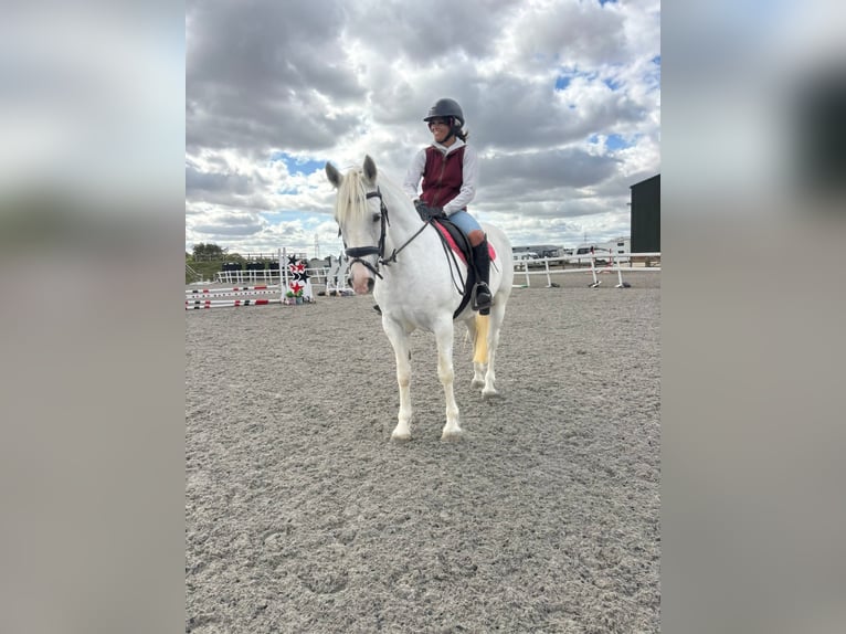 Connemara Merrie 8 Jaar 152 cm Schimmel in Belfast