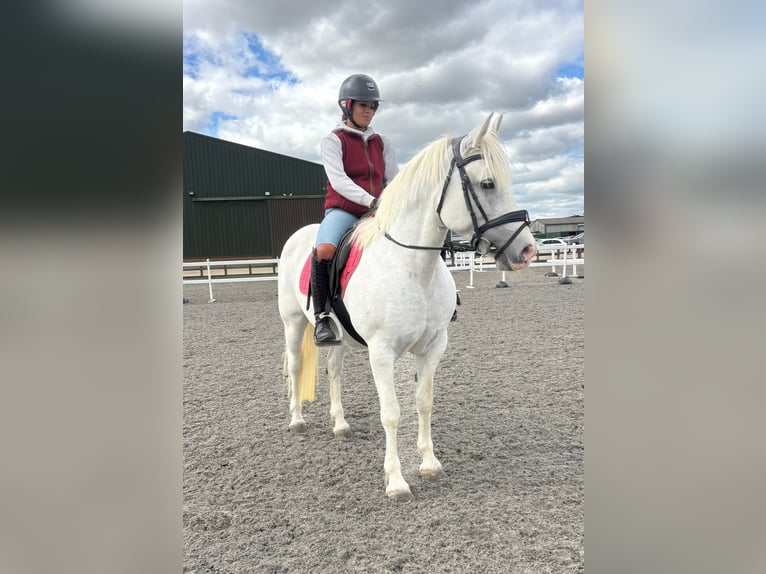 Connemara Merrie 8 Jaar 152 cm Schimmel in Belfast