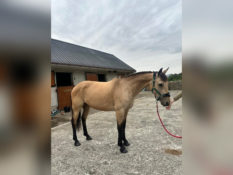 Connemara Mix Merrie 8 Jaar 153 cm Falbe in Dublin