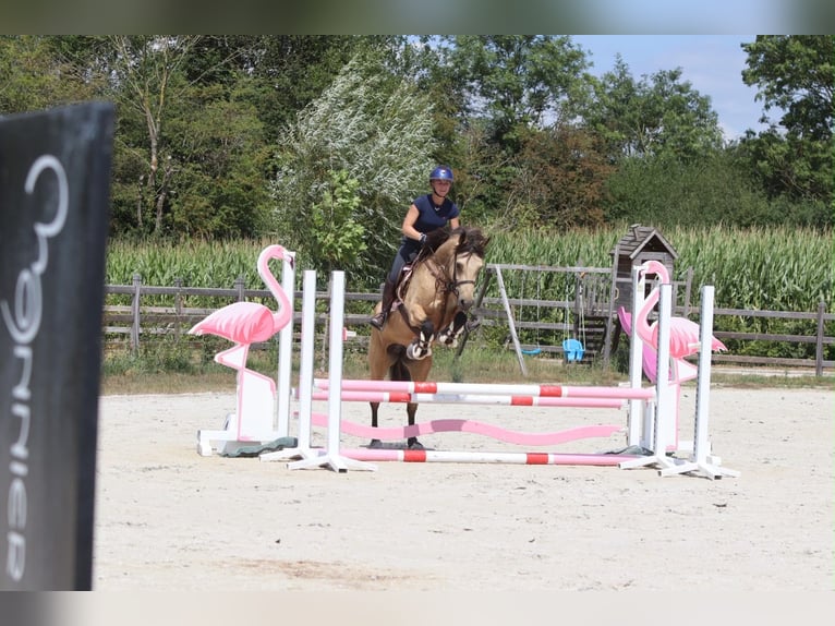Connemara Merrie 8 Jaar 154 cm Falbe in Pepingen