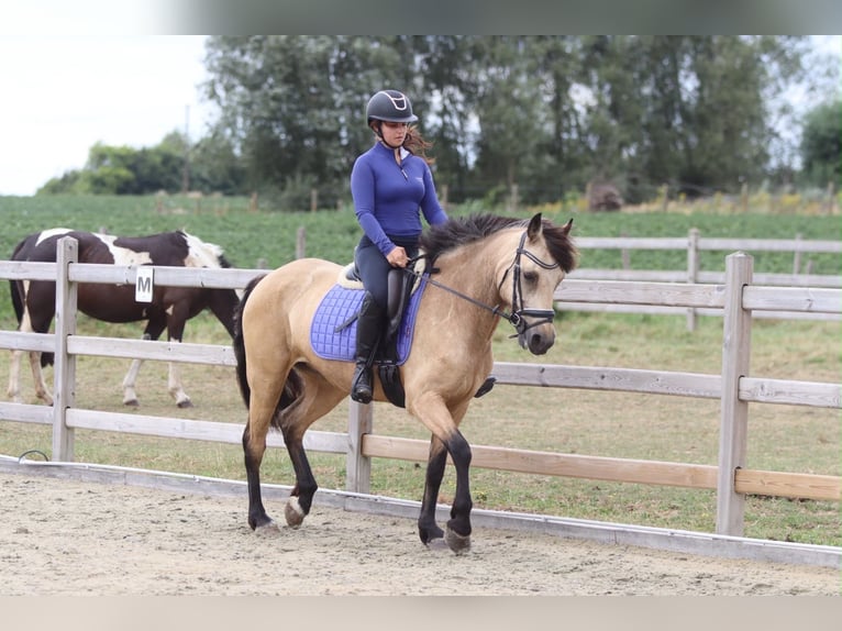 Connemara Merrie 8 Jaar 154 cm Falbe in Pepingen
