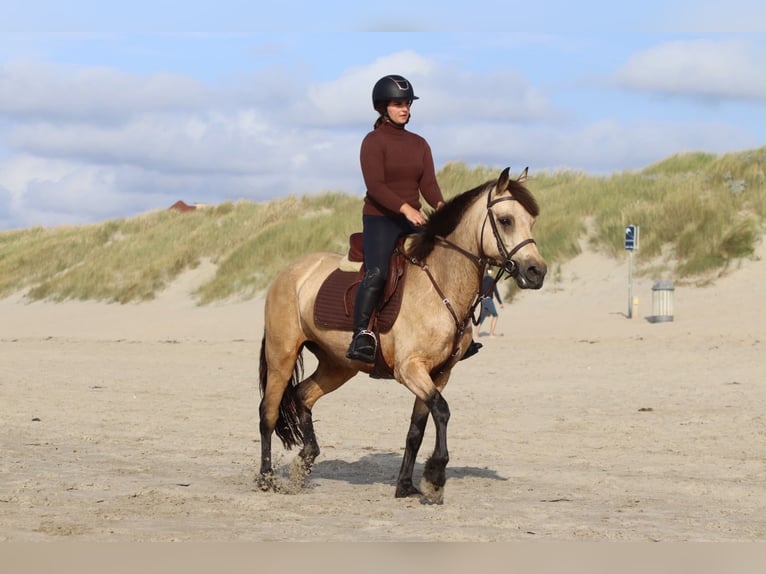 Connemara Merrie 8 Jaar 154 cm Falbe in Pepingen