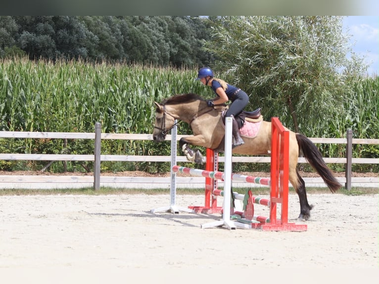 Connemara Merrie 8 Jaar 154 cm Falbe in Pepingen