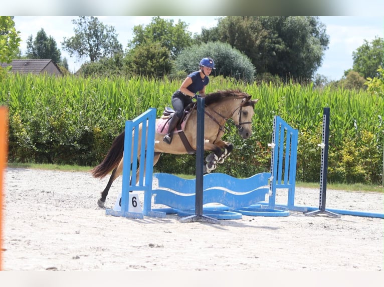 Connemara Merrie 8 Jaar 154 cm Falbe in Pepingen