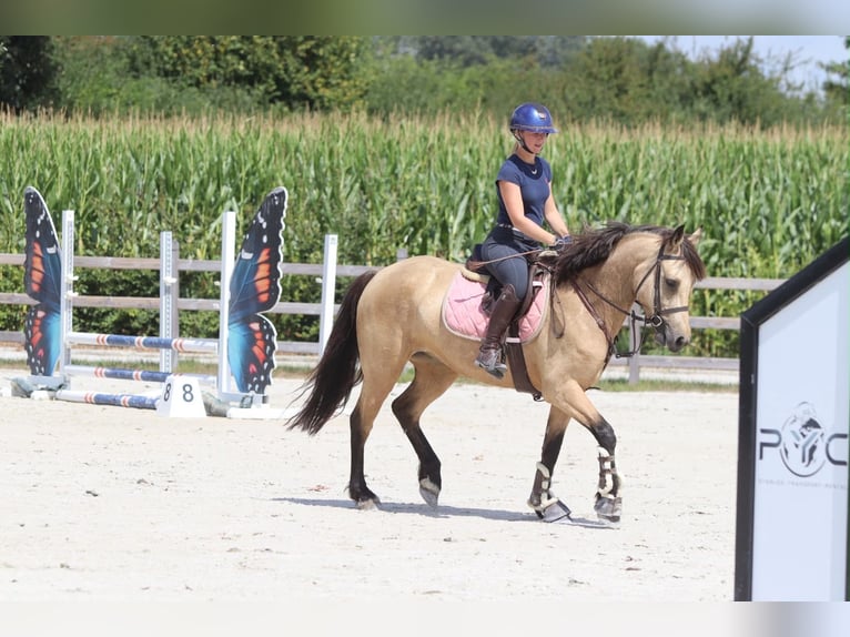 Connemara Merrie 8 Jaar 154 cm Falbe in Pepingen