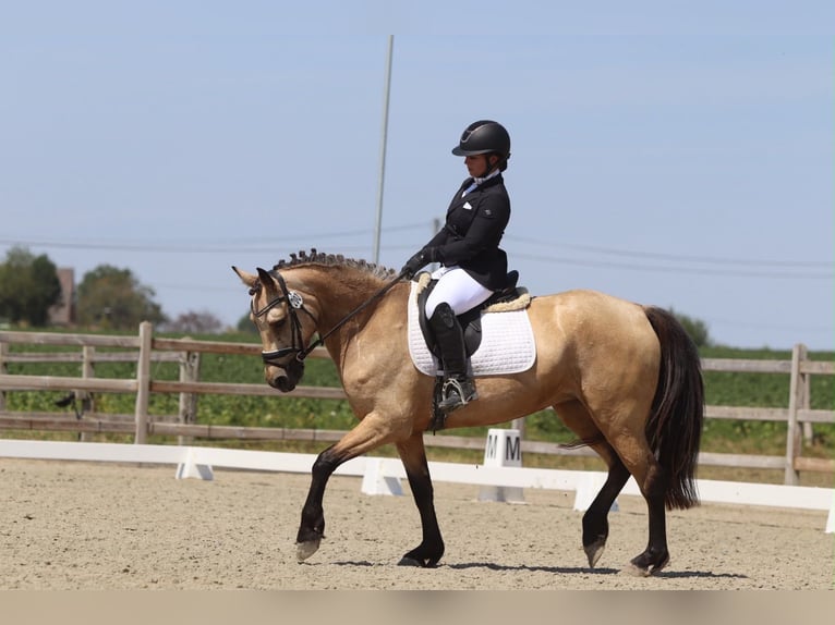 Connemara Merrie 8 Jaar 154 cm Falbe in Pepingen