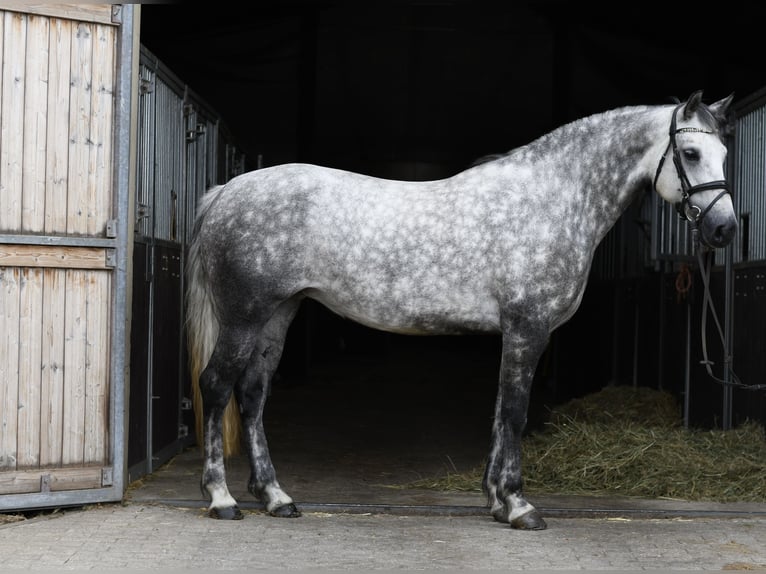 Connemara Merrie 8 Jaar 155 cm Schimmel in Geilenkirchen