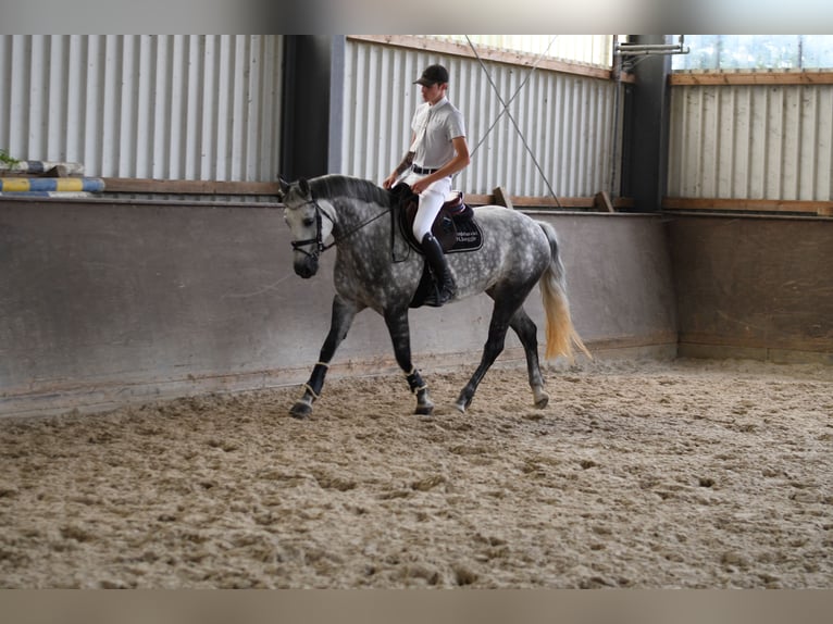 Connemara Merrie 8 Jaar 155 cm Schimmel in Geilenkirchen