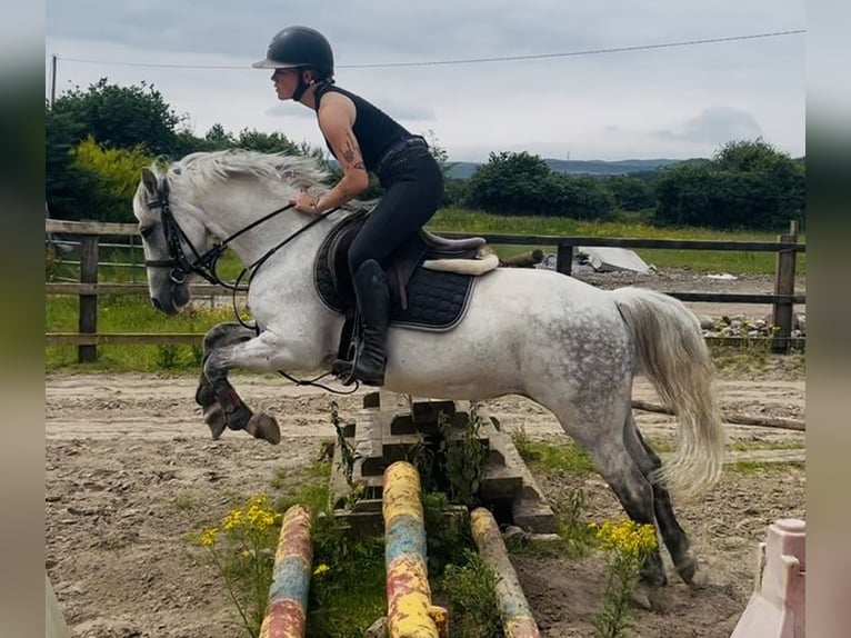 Connemara Merrie 9 Jaar 140 cm Schimmel in Sligo