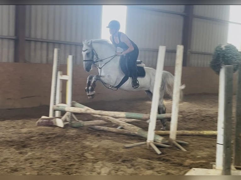 Connemara Merrie 9 Jaar 140 cm Schimmel in Sligo