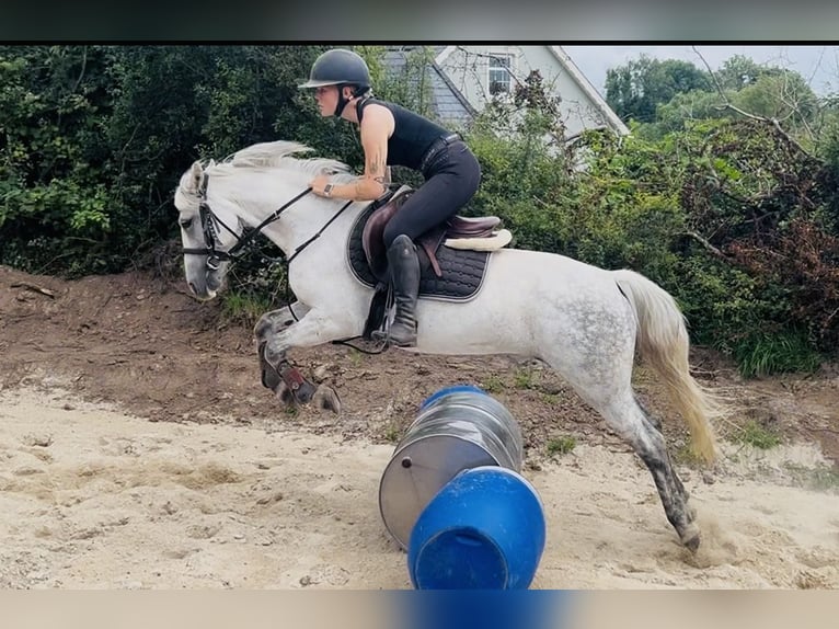 Connemara Merrie 9 Jaar 140 cm Schimmel in Sligo