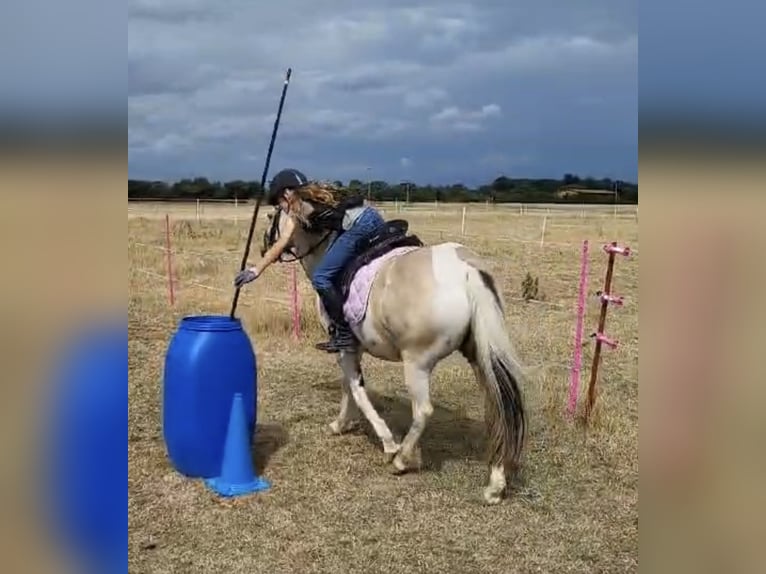 Connemara Mix Merrie 9 Jaar 142 cm in Arnstorf