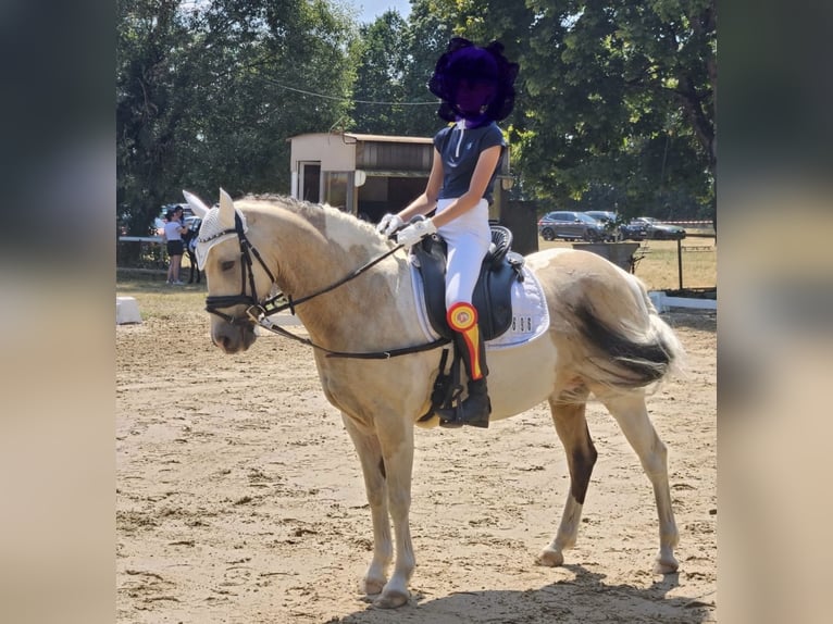 Connemara Mix Merrie 9 Jaar 142 cm in Arnstorf