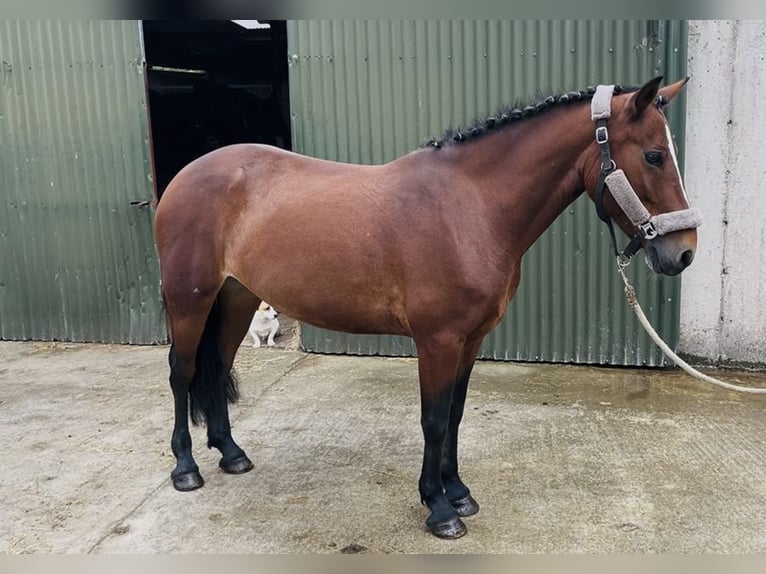 Connemara Merrie 9 Jaar 143 cm Roodbruin in Sligo