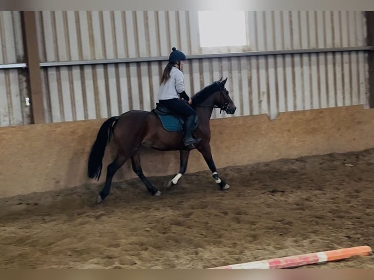 Connemara Merrie 9 Jaar 143 cm Roodbruin in Sligo