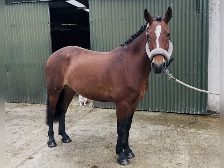 Connemara Merrie 9 Jaar 143 cm Roodbruin in Sligo