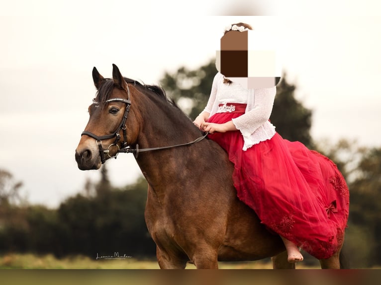 Connemara Mix Merrie 9 Jaar 145 cm Bruin in Grevenbroich