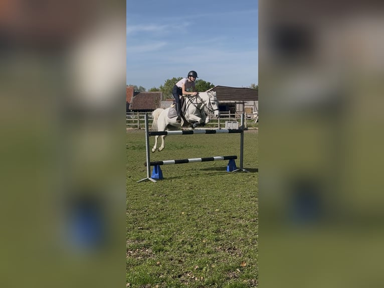 Connemara Merrie 9 Jaar 146 cm Wit in Aalst