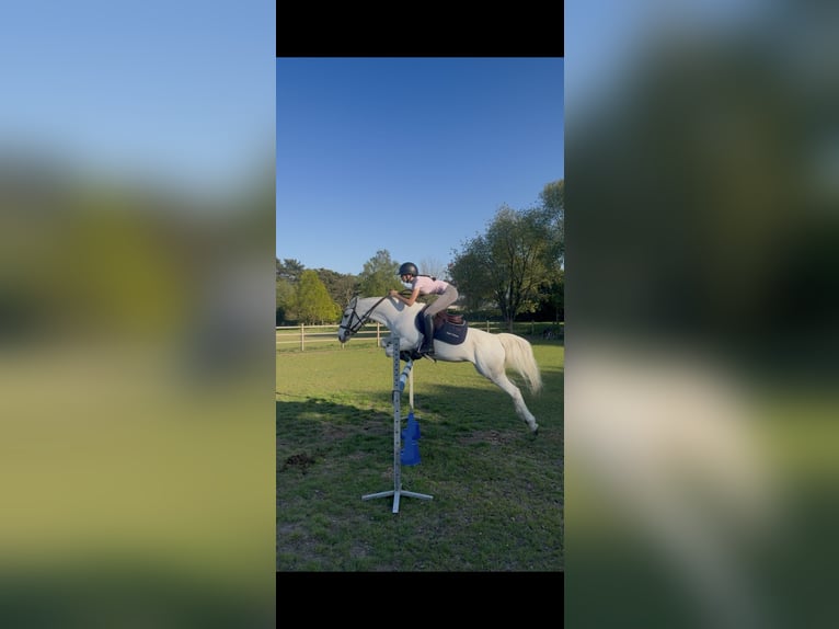 Connemara Merrie 9 Jaar 146 cm Wit in Aalst