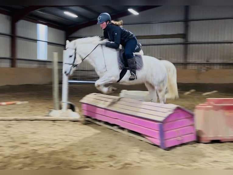 Connemara Merrie 9 Jaar 148 cm Schimmel in Sligo