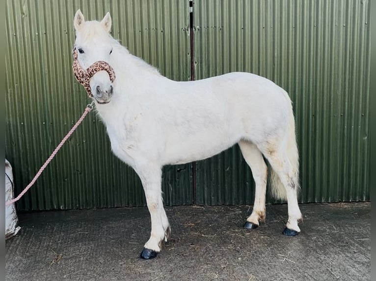 Connemara Merrie 9 Jaar 148 cm Schimmel in Sligo