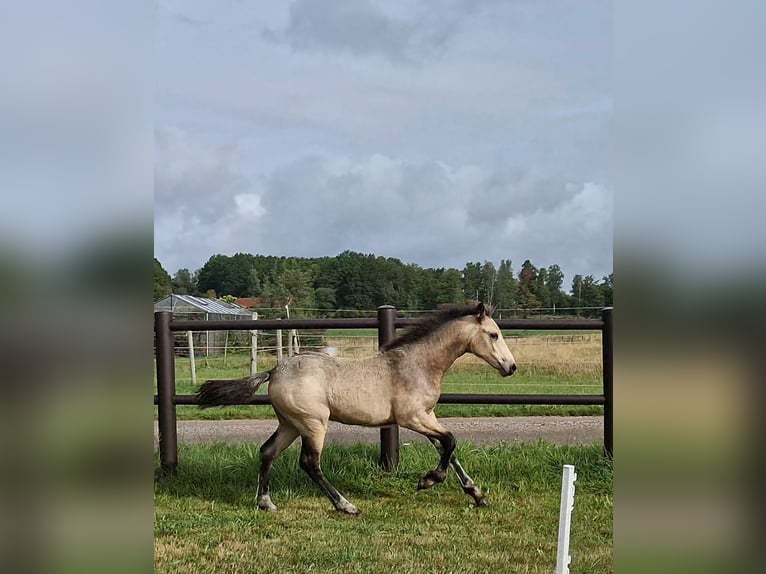 Connemara Merrie Veulen (05/2026) Buckskin in Istorp