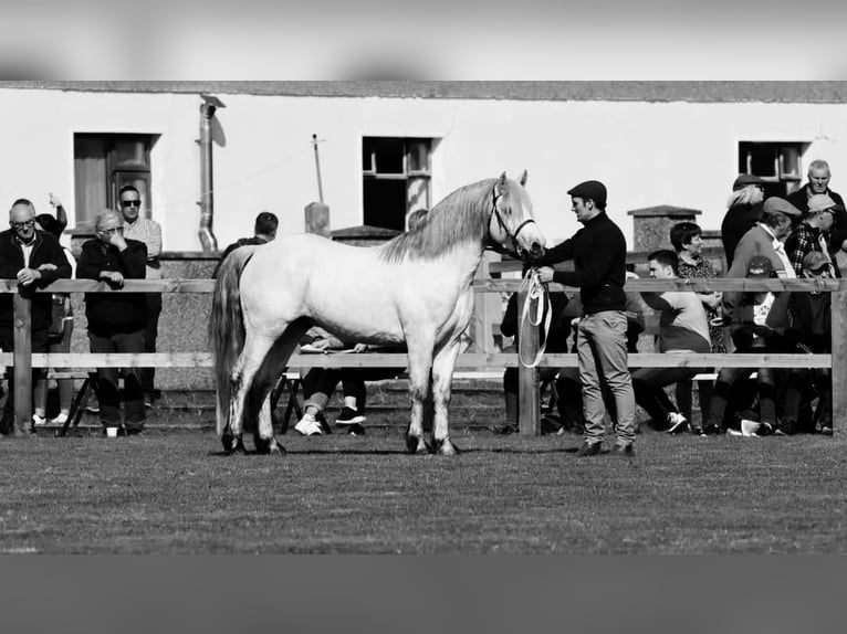 Connemara Merrie  Schimmel in kergrist