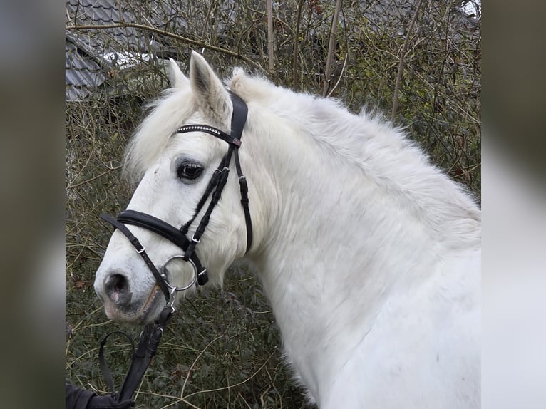 Connemara Mix Ruin 10 Jaar 149 cm Schimmel in Wachtendonk