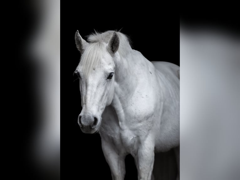 Connemara Ruin 11 Jaar 152 cm Vliegenschimmel in Gründau