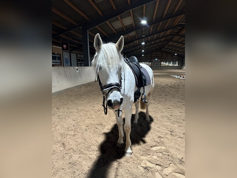 Connemara Ruin 11 Jaar 156 cm Schimmel in Kaiserslautern