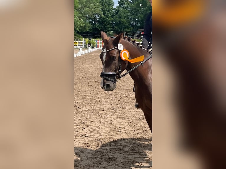 Connemara Mix Ruin 11 Jaar 157 cm Donkere-vos in Aschaffenburg