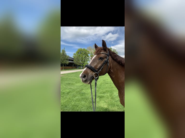 Connemara Mix Ruin 11 Jaar 157 cm Donkere-vos in Aschaffenburg