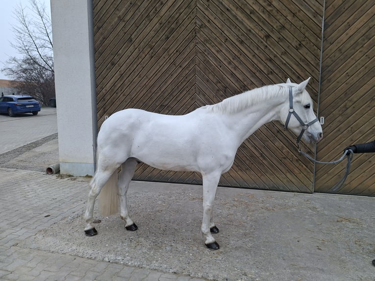 Connemara Ruin 12 Jaar 158 cm Schimmel in Dasing