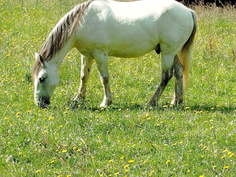Connemara Mix Ruin 13 Jaar 155 cm Schimmel in Br&#xFC;gge