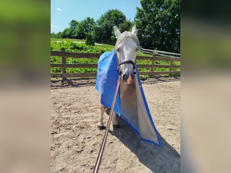 Connemara Mix Ruin 13 Jaar 155 cm Schimmel in Br&#xFC;gge