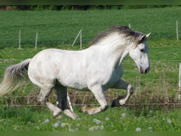 Connemara Mix Ruin 13 Jaar 155 cm Schimmel in Br&#xFC;gge