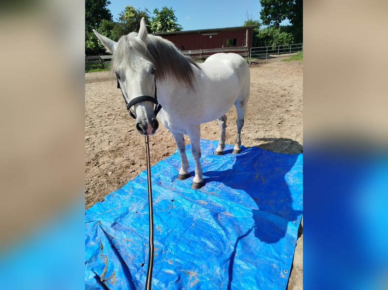 Connemara Mix Ruin 13 Jaar 155 cm Schimmel in Br&#xFC;gge