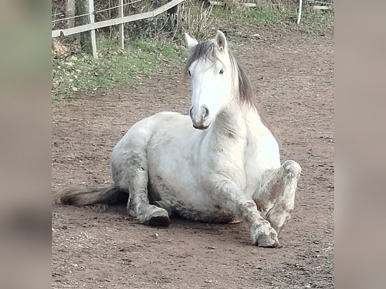 Connemara Mix Ruin 13 Jaar 155 cm Schimmel in Br&#xFC;gge