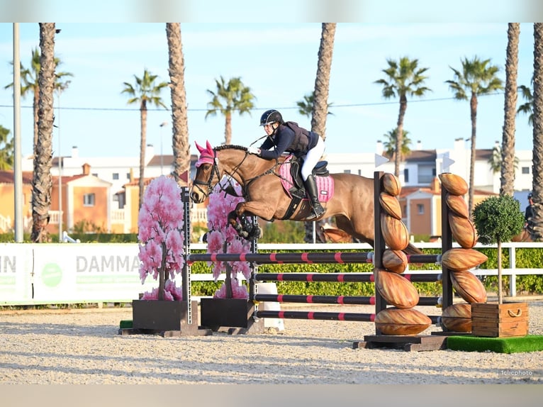 Connemara Ruin 13 Jaar 156 cm  in Denia