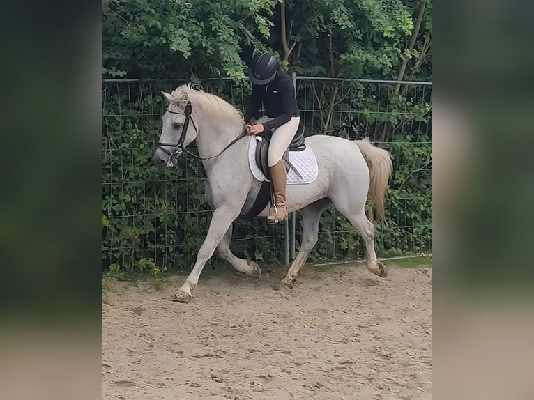 Connemara Ruin 14 Jaar 154 cm Vliegenschimmel in Lage