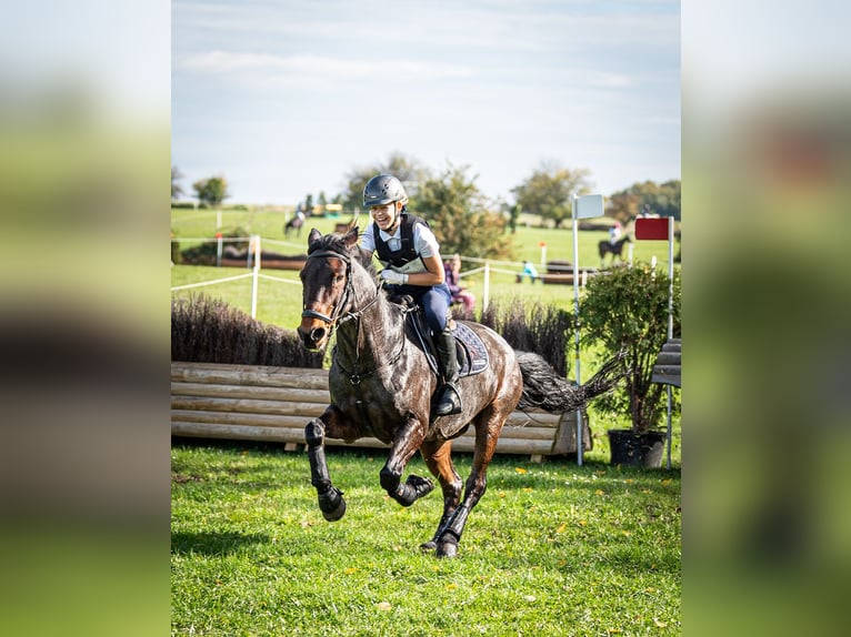 Connemara Ruin 16 Jaar 149 cm Zwartbruin in Kobyłka