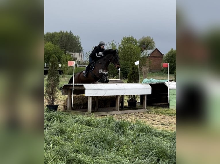 Connemara Ruin 16 Jaar 149 cm Zwartbruin in Kobyłka