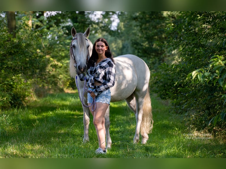 Connemara Ruin 16 Jaar 151 cm Schimmel in Barßel