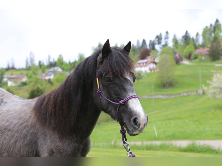Connemara Ruin 1 Jaar 145 cm Zwartschimmel in Z&#xFC;rich